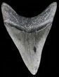 Serrated, Juvenile Megalodon Tooth - South Carolina #52977-1